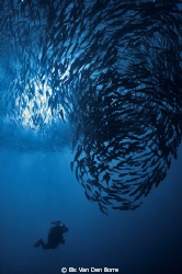 Big school of Jackfishes by Els Van Den Borre 